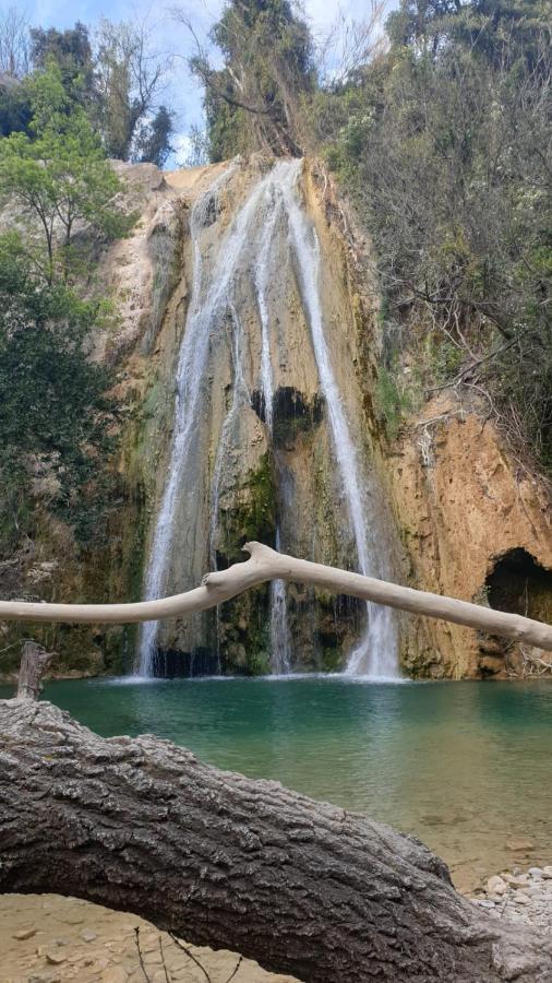 كوتيغانس L' Esmerand المظهر الخارجي الصورة
